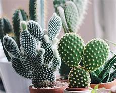 Cactus Soil Perlite