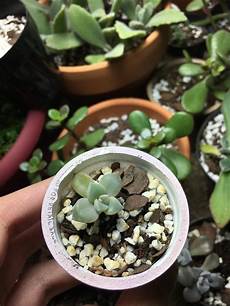 Perlite And Succulents