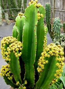 Perlite For Cactus
