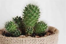 Perlite For Cactus