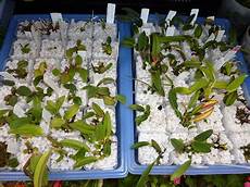 Perlite For Orchids