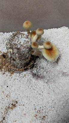 Perlite Mushrooms