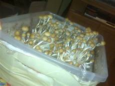 Perlite Mushrooms