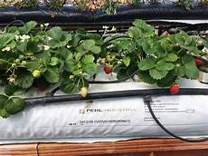 Agricultural Perlite