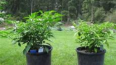Coir And Perlite