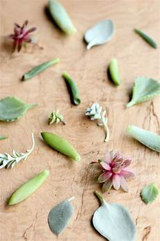 Cuttings In Perlite
