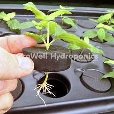 Cuttings In Perlite