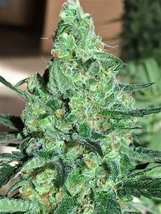 Dutch Treat Perlite
