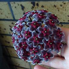 Extra Coarse Perlite
