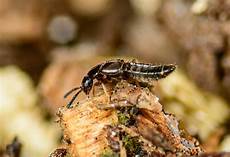 Fungus Gnats Perlite