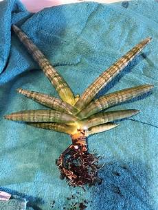 Fungus Gnats Perlite