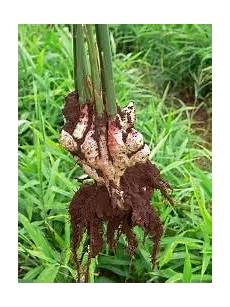 Grow It Perlite