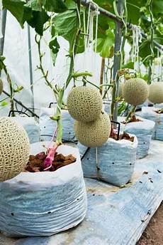 Growing In Perlite