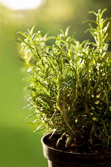 Growing In Perlite