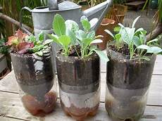 Growing In Perlite