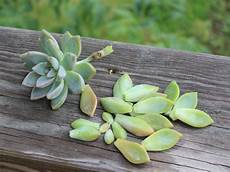 Growing In Perlite