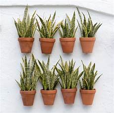 Guna Perlite