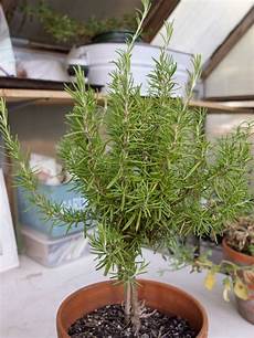 Horticultural Perlite