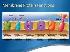 Icf Membrane