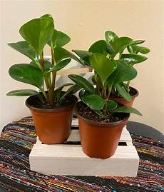 Peat Moss Perlite