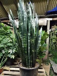 Peat Perlite