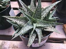 Perlite Aloe Vera