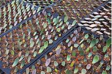 Perlite And Succulents