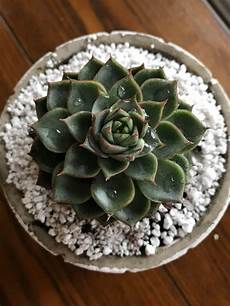 Perlite And Succulents
