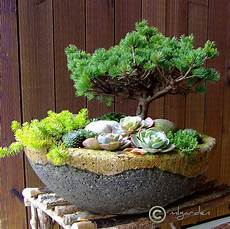 Perlite Bonsai