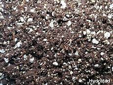 Perlite Bonsai