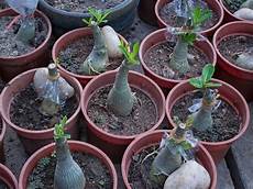 Perlite Bonsai