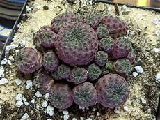 Perlite Botanic