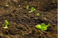 Perlite Clay