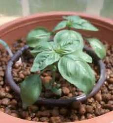 Perlite Clay