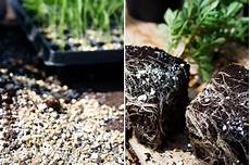 Perlite Eller Vermiculite