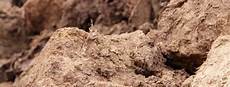 Perlite Eller Vermiculite