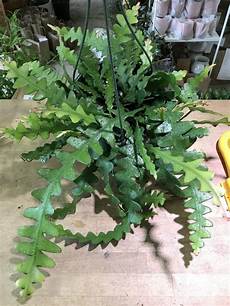 Perlite For Cactus