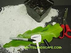 Perlite For Cuttings
