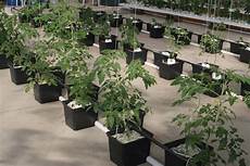 Perlite For Gardening