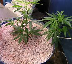 Perlite For Grass