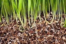 Perlite For Grass