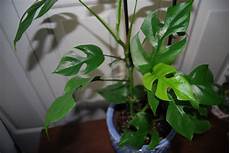 Perlite For Houseplants