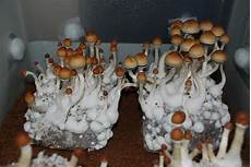 Perlite For Mushrooms