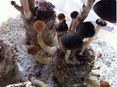 Perlite For Mushrooms