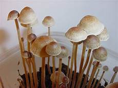 Perlite For Mushrooms