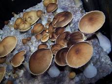 Perlite For Mushrooms