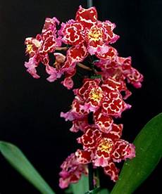 Perlite For Orchids