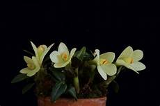 Perlite For Orchids