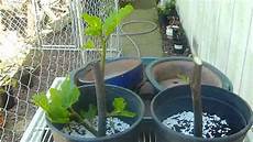 Perlite For Propagation
