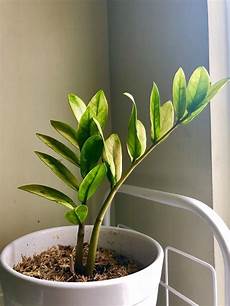 Perlite For Propagation